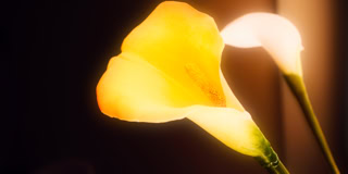 Zwei Calla-Lilien, eine gelb und eine wei&szlig;, vor einem dunklen Hintergrund.