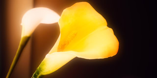 Zwei Calla-Lilien, eine gelb und eine wei&szlig;, vor einem dunklen Hintergrund.